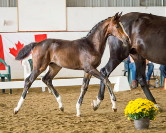 Tilly Foal Inspection